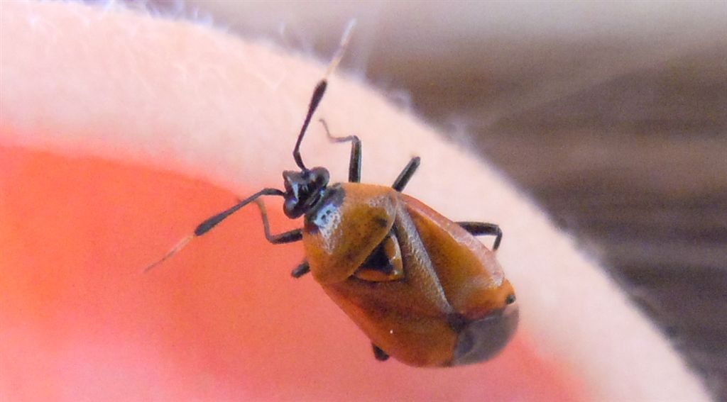 Miridae: Deraeocoris punctum della Campagna (NA)